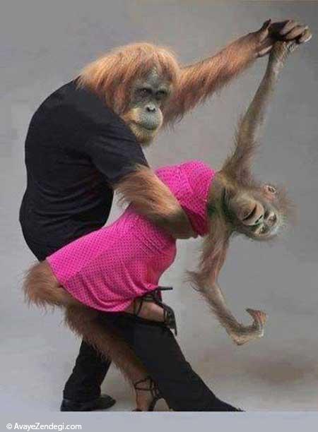 عکس های بامزه و خنده دار از حیوانات 