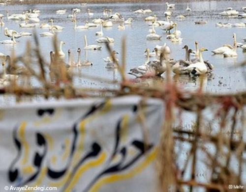 قوهای گرسنه سرخ‌رود در مازندران 