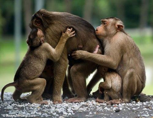 عکس های ناب و شگفت انگیز از حیوانات
