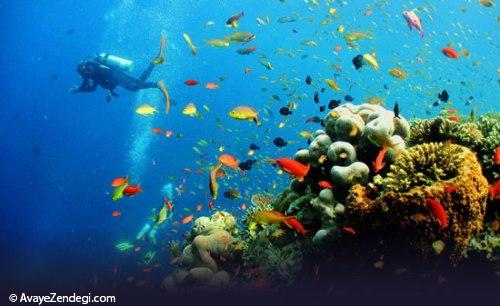 بهترین نقاط دنیا برای غواصی