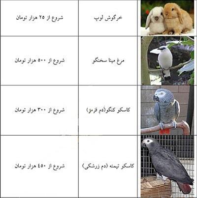 حیوانات خانگی عجیب با قیمت‌های عجیب تر! 