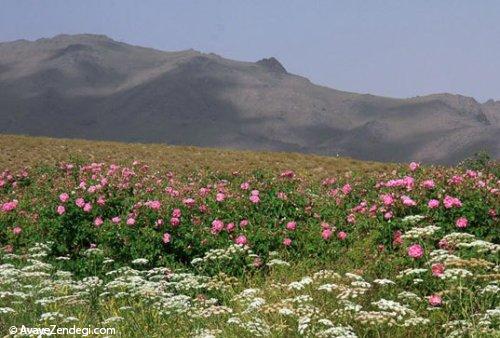  برداشت گل محمدی 