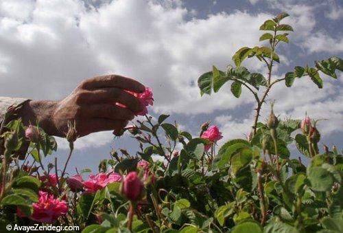  برداشت گل محمدی 