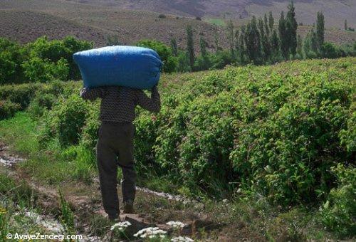  برداشت گل محمدی 