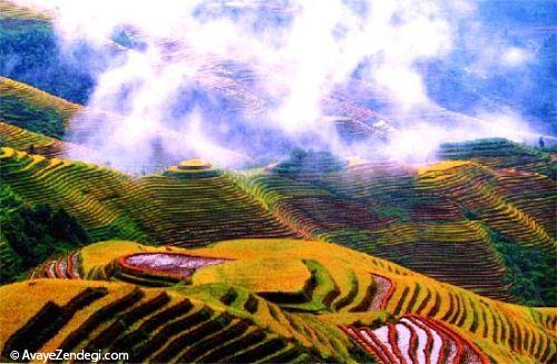  زیباترین مزارع برنج دنیا 