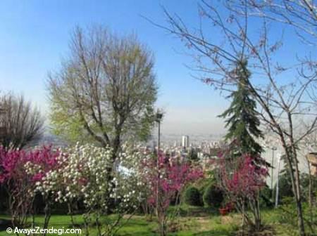  حیات‌ وحش ایران در تهران 