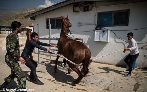 یگان ویژه اسب سوار
