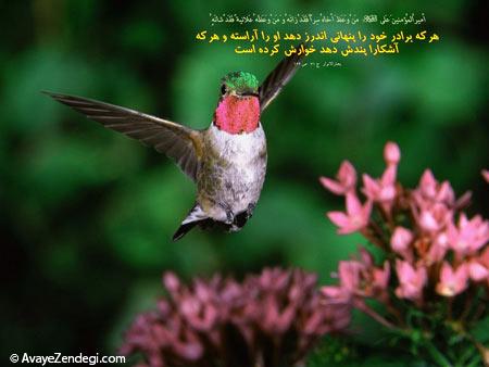  احادیث تصویری 