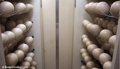  جایی که شترمرغ ها چشم باز می کنند 