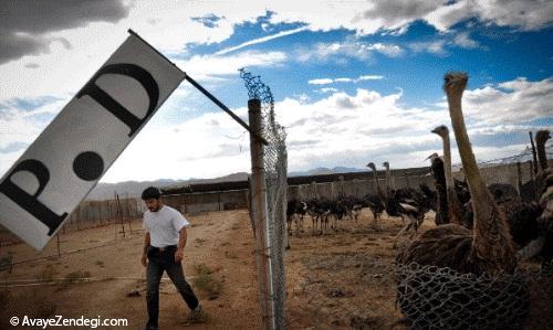  جایی که شترمرغ ها چشم باز می کنند 