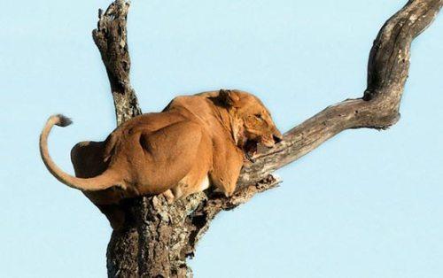 عکس های جالب از شیر ترسو