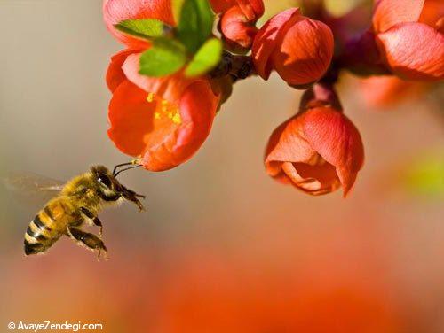  عکس های جالب از زندگی زنبور عسل 