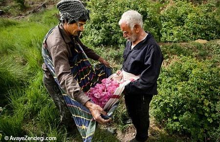 از گزنگبین و رزماری تا آبگرم و شن داغ از گزنگبین و رزماری تا آبگرم و شن داغ