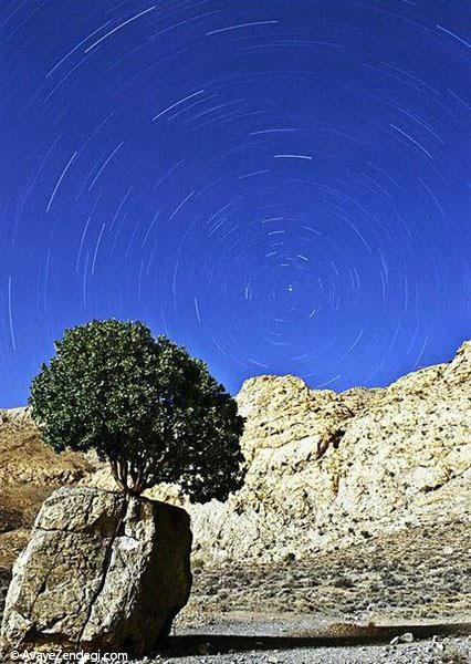 عجیب ترین درخت ایران
