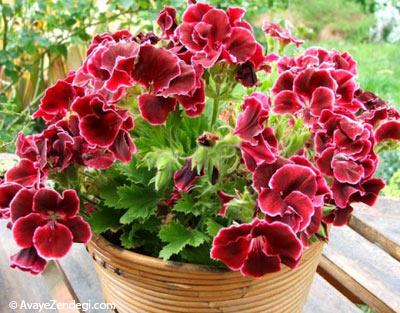  پرورش و نگهدای گل شمعدانی 