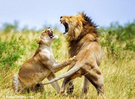 تصاویری جذاب از زندگی خانواده شیرها
