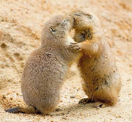  عکس‌های زیبا از رابطه عاشقانه حیوانات (3) 