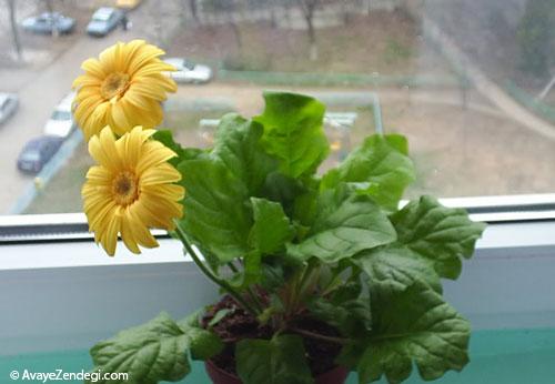  خانه ای بهاری با اکسیژن های خانگی (2) 