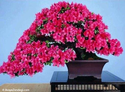 خانه ای بهاری با اکسیژن های خانگی (2) خانه ای بهاری با اکسیژن های خانگی (2)