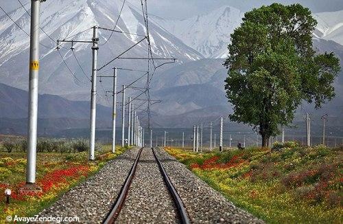 آوای زندگی