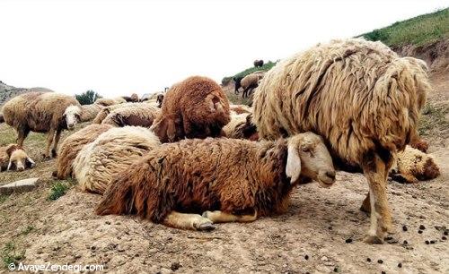 روستای قوردانلو