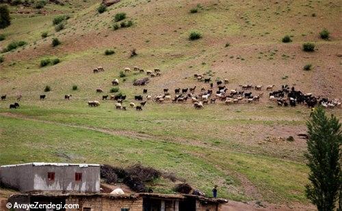 زندگی در «شول آباد»