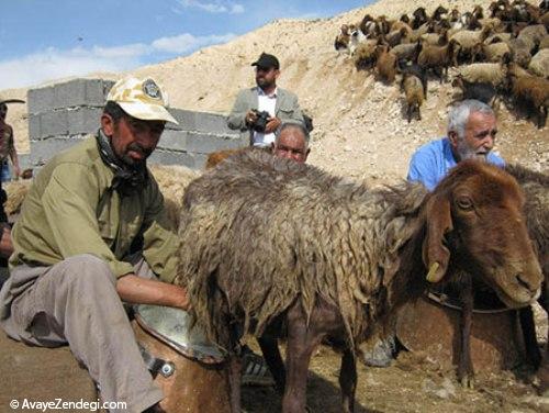 جشنواره شیردوشان یا امامدر شهر دیباج دامغان