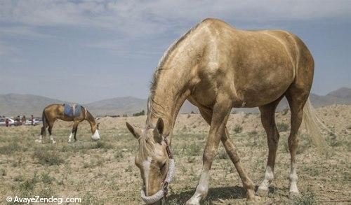 جشنواره زیبایی اسب اصیل ترکمن