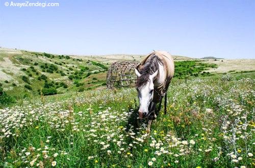 بهشت بابونه در ایران