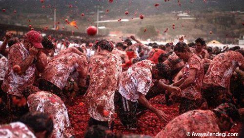 جشنواره مبارزه با گوجه‌فرنگی