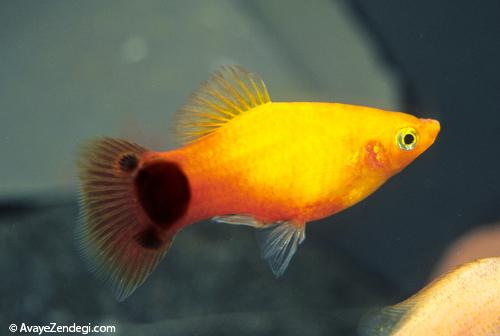 معرفی ماهی پلاتی میکی موس (Mickey Mouse Platy)
