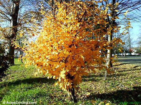 آشنایی با باغ محتشم گیلان