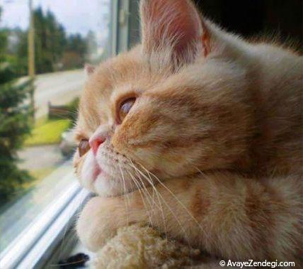  گربه های عاشق و چشم انتظار 