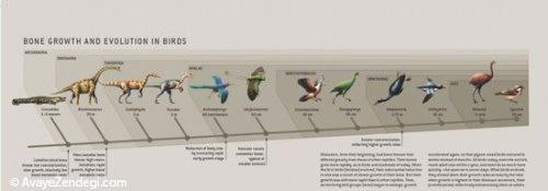  دایناسورها چگونه به پرندگان امروزی تبدیل شدند؟ 