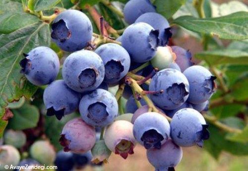 10 ماده خوراکی با خاصیتهای فوقالعاده 10 ماده خوراکی با خاصیتهای فوقالعاده